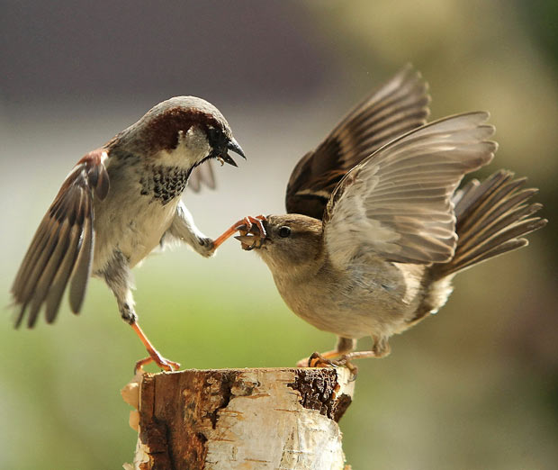 Cute Sparrows