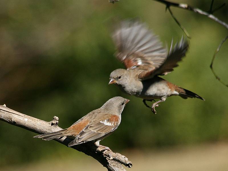 Wallpaper Sparrows
