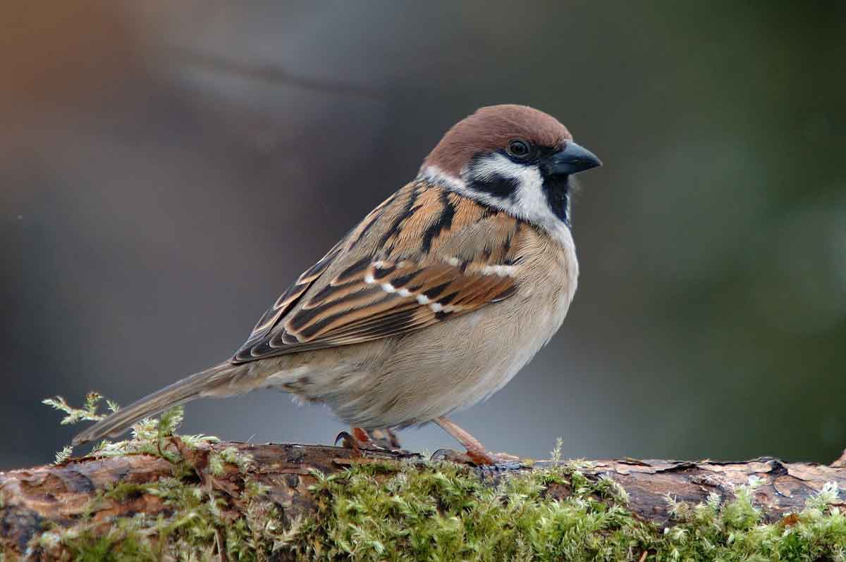 Sparrows photo 