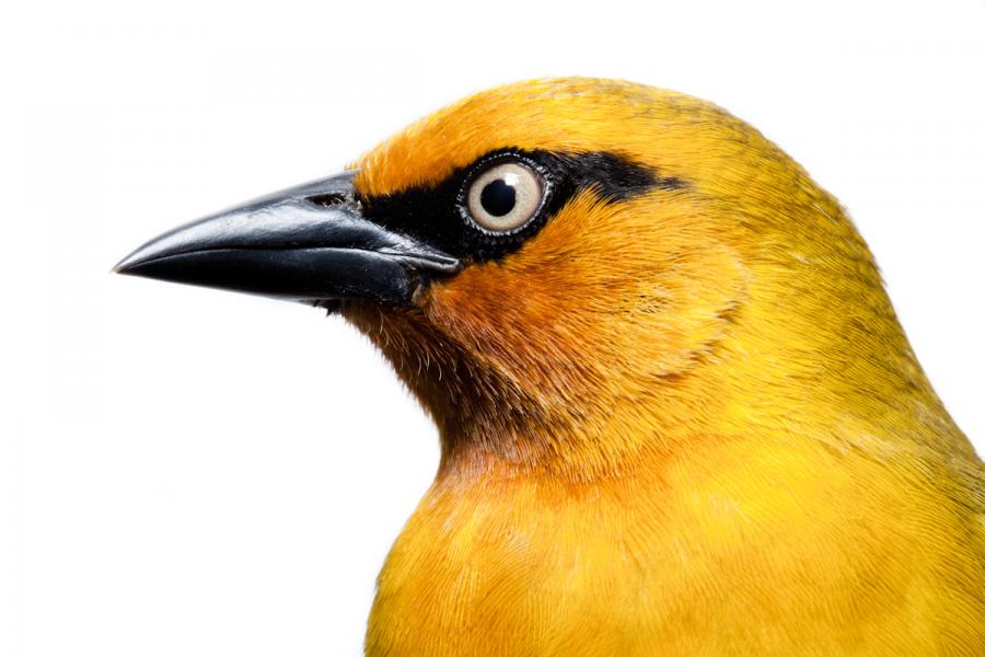 Spectacled weaver