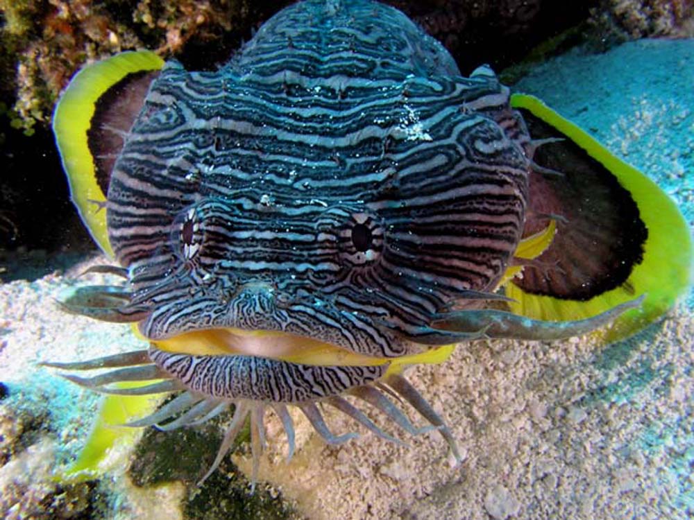 Pretty Splendid coral toadfish