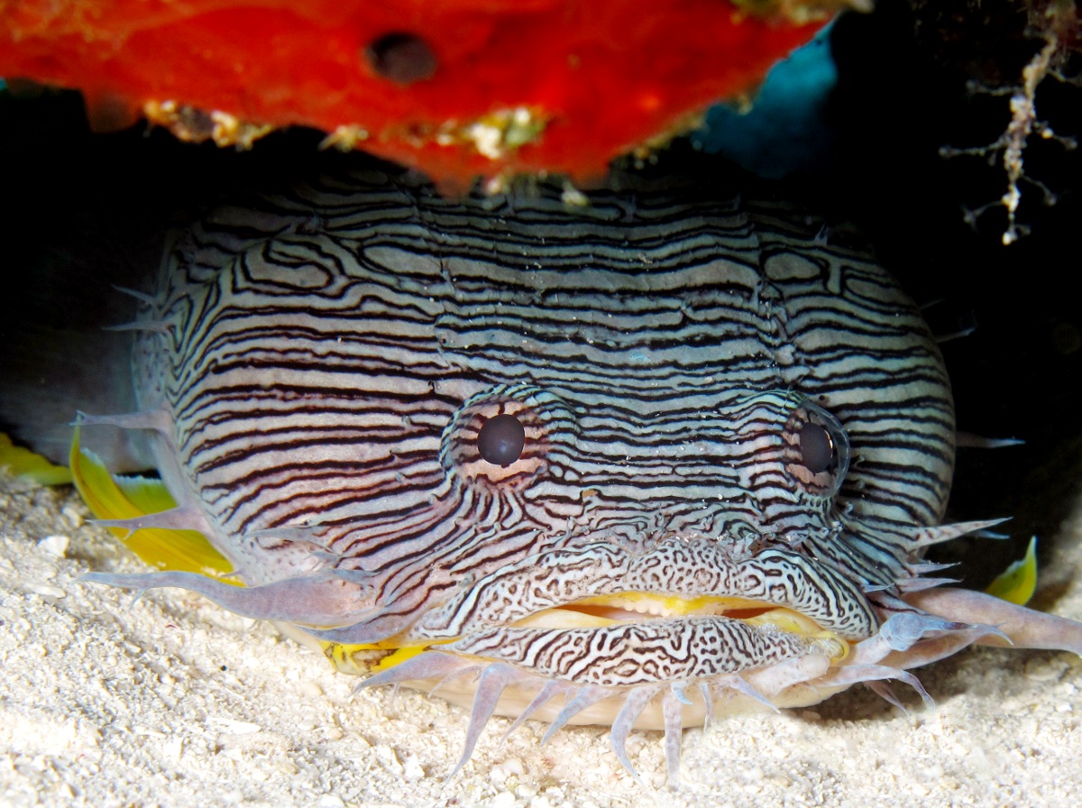Pretty Splendid coral toadfish