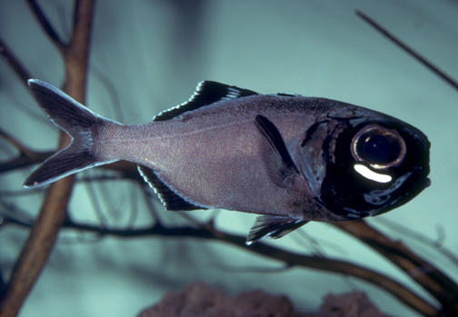 Pretty Splitfin flashlightfish