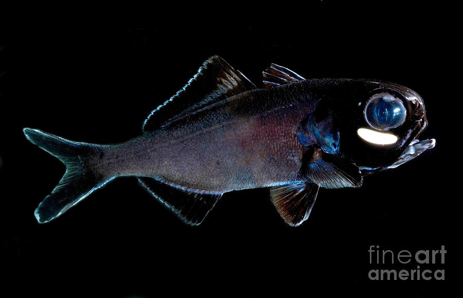 Pretty Splitfin flashlightfish