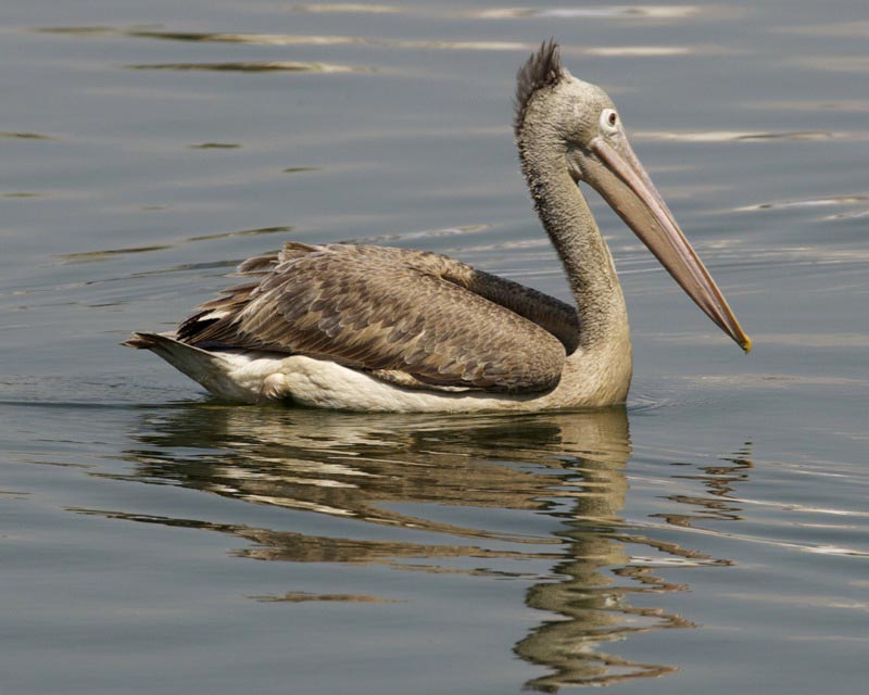 Pretty Spot-billed pelican