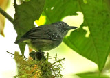 Pretty Spot-crowned antvireo