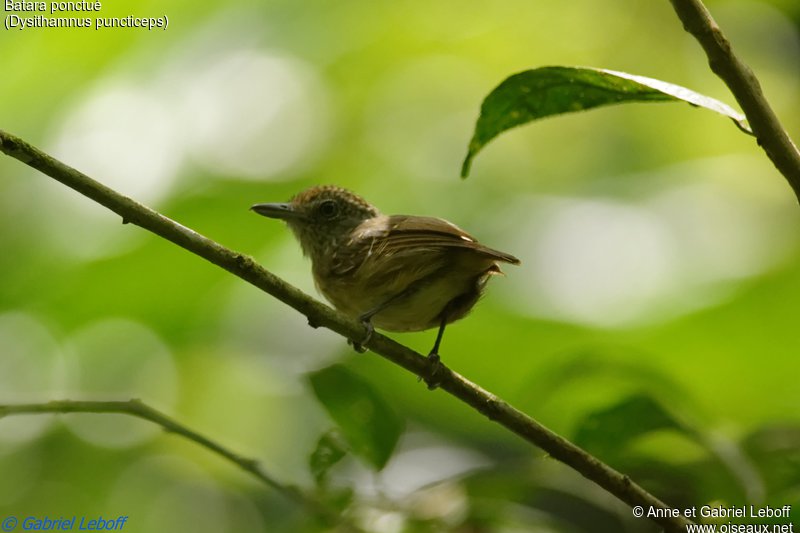 Pretty Spot-crowned antvireo