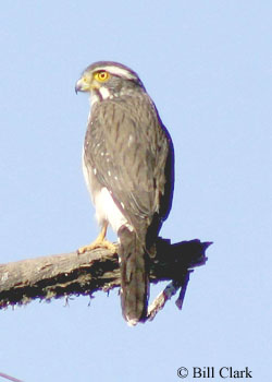 Pretty Spot-winged falconet