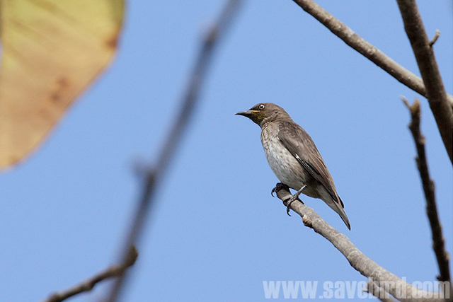 Pretty Spot-winged starling