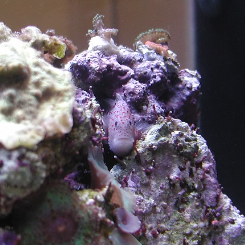 Pretty Spotted coral croucher
