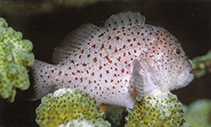 Pretty Spotted coral croucher