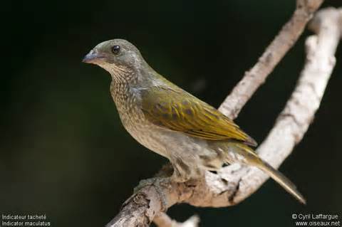Pretty Spotted honeyguide