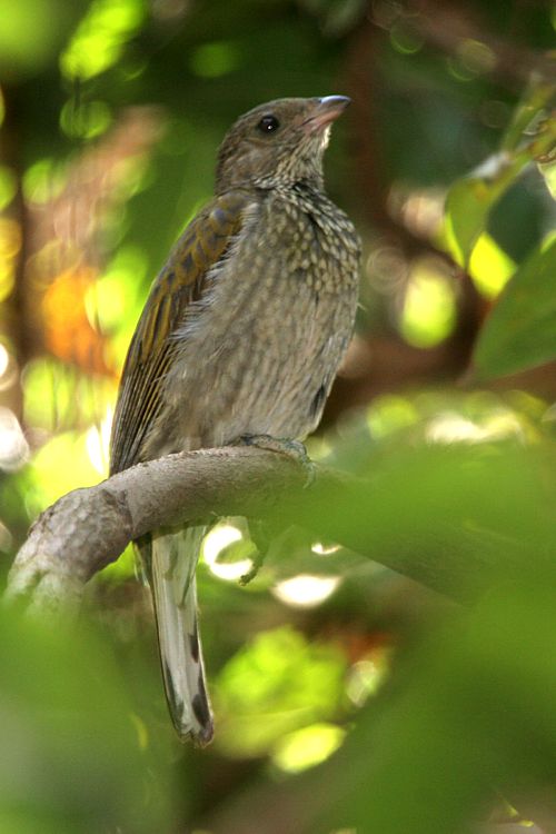 Pretty Spotted honeyguide