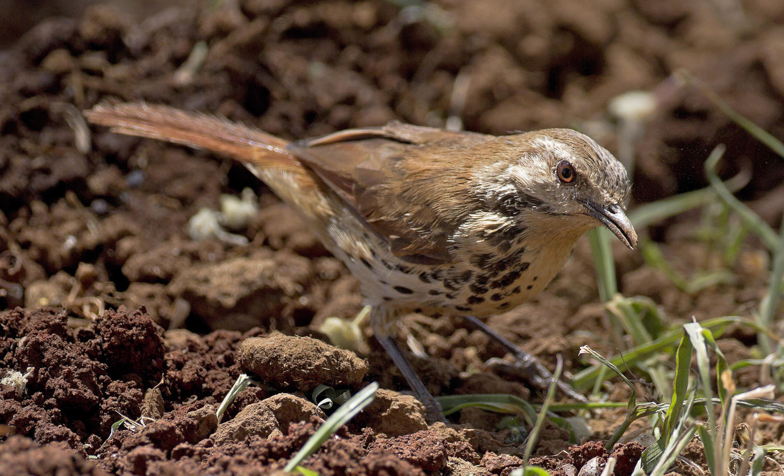 Spotted palm-thrush