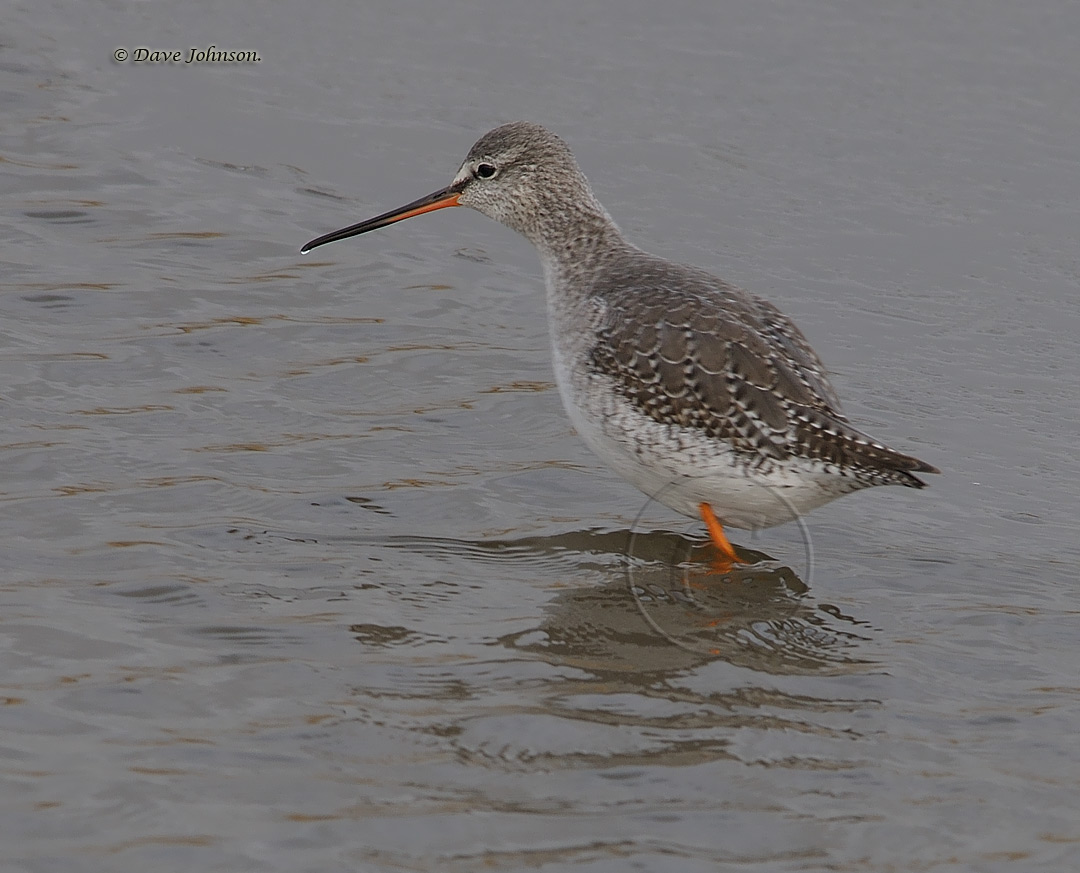 Pretty Spotted redshank