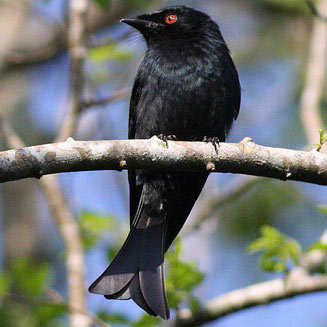 Square-tailed drongo