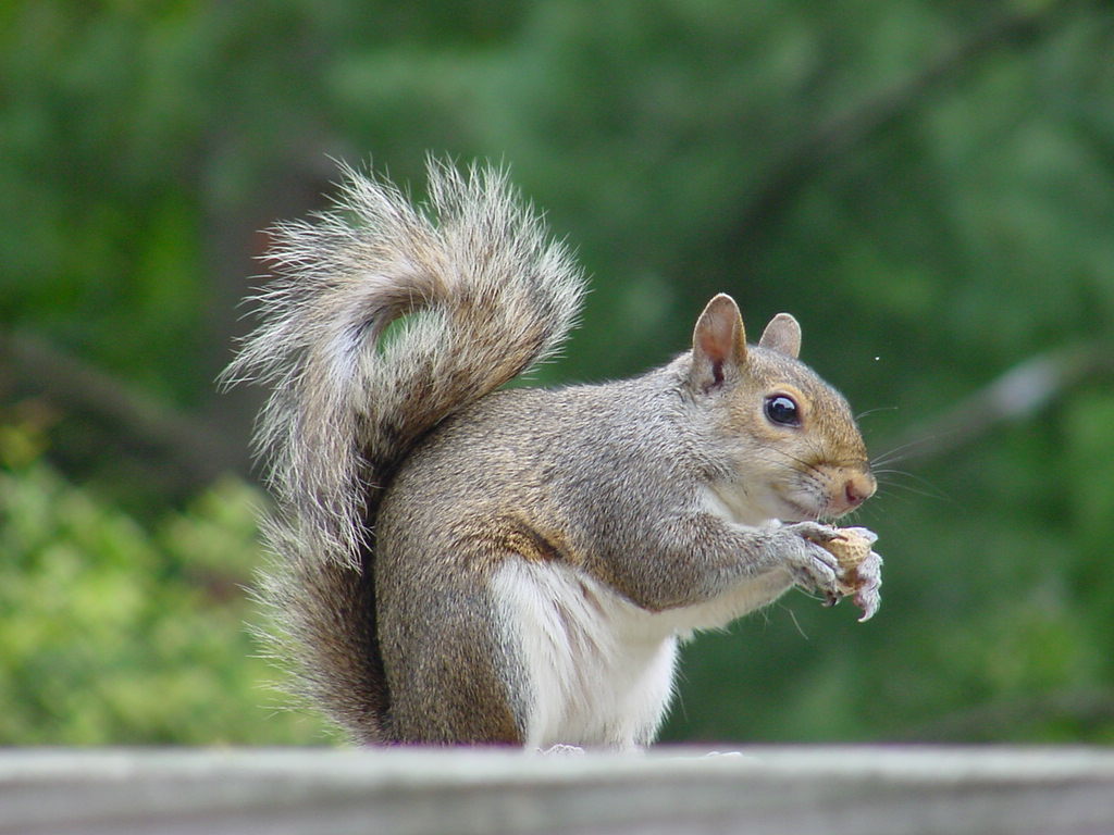 Squirrel photo 