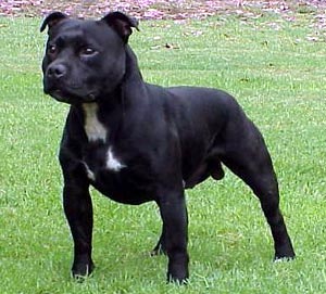 Staffordshire Bull Terrier - Dog Breed