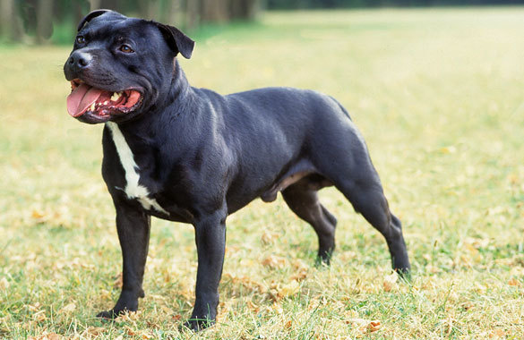 Staffordshire Bull Terrier - Dog Breed photo 