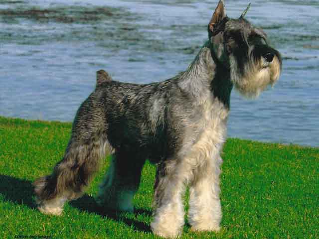 Wallpaper Standard Schnauzer - Dog Breed