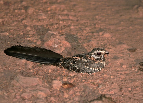 Pretty Standard-winged nightjar