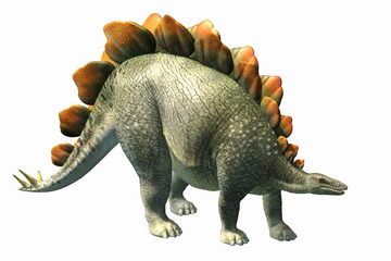 Nice Stegosaurus
