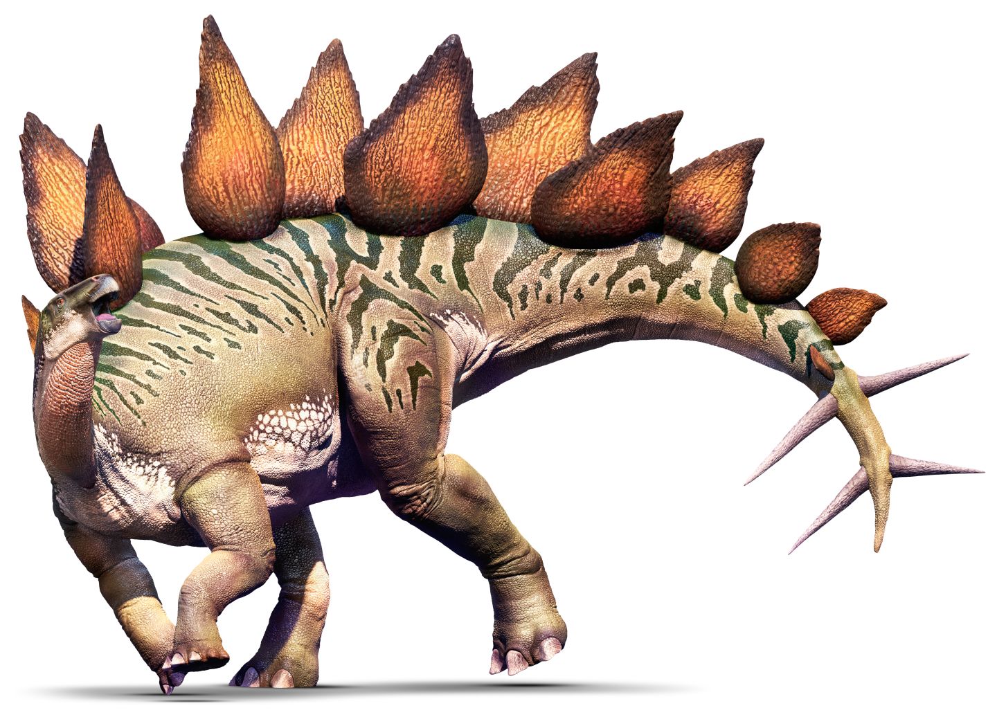 Stegosaurus photo 
