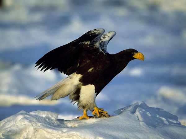 Pretty Steller’s sea-eagle