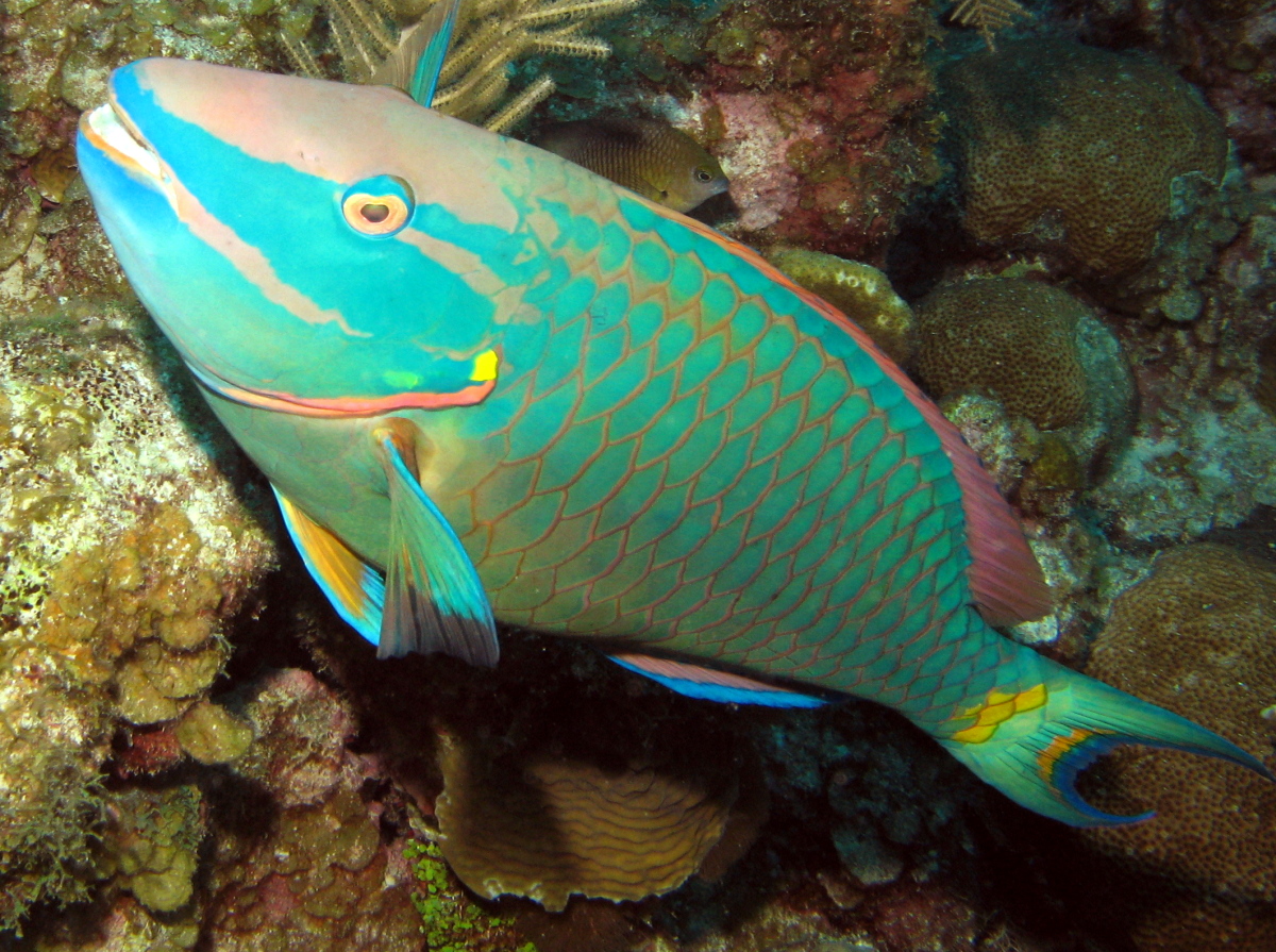 Pretty Stoplight parrotfish