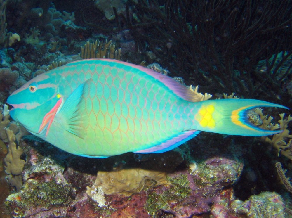Pretty Stoplight parrotfish