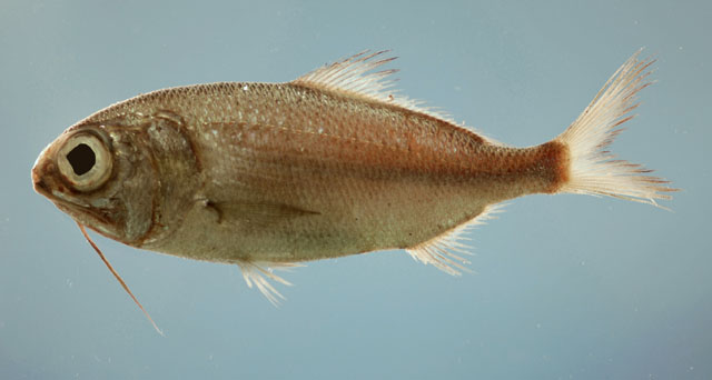 Pretty Stout beardfish