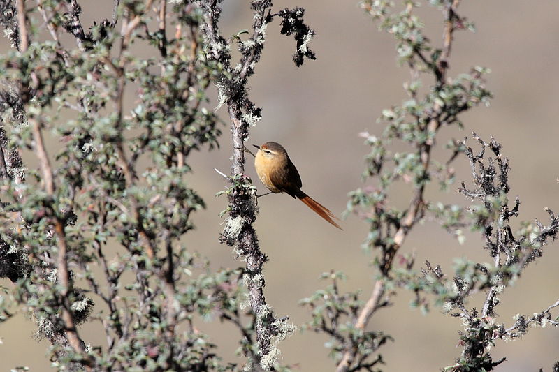 Pretty Striolated tit-spinetail
