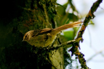 Pretty Striolated tit-spinetail