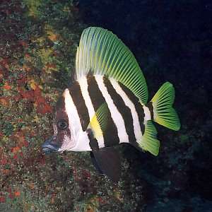 Pretty Striped boarfish