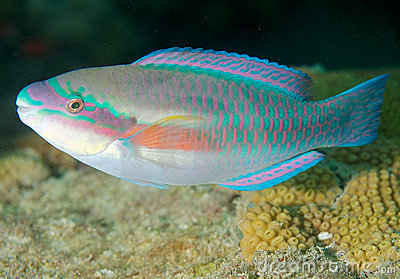 Pretty Striped parrotfish