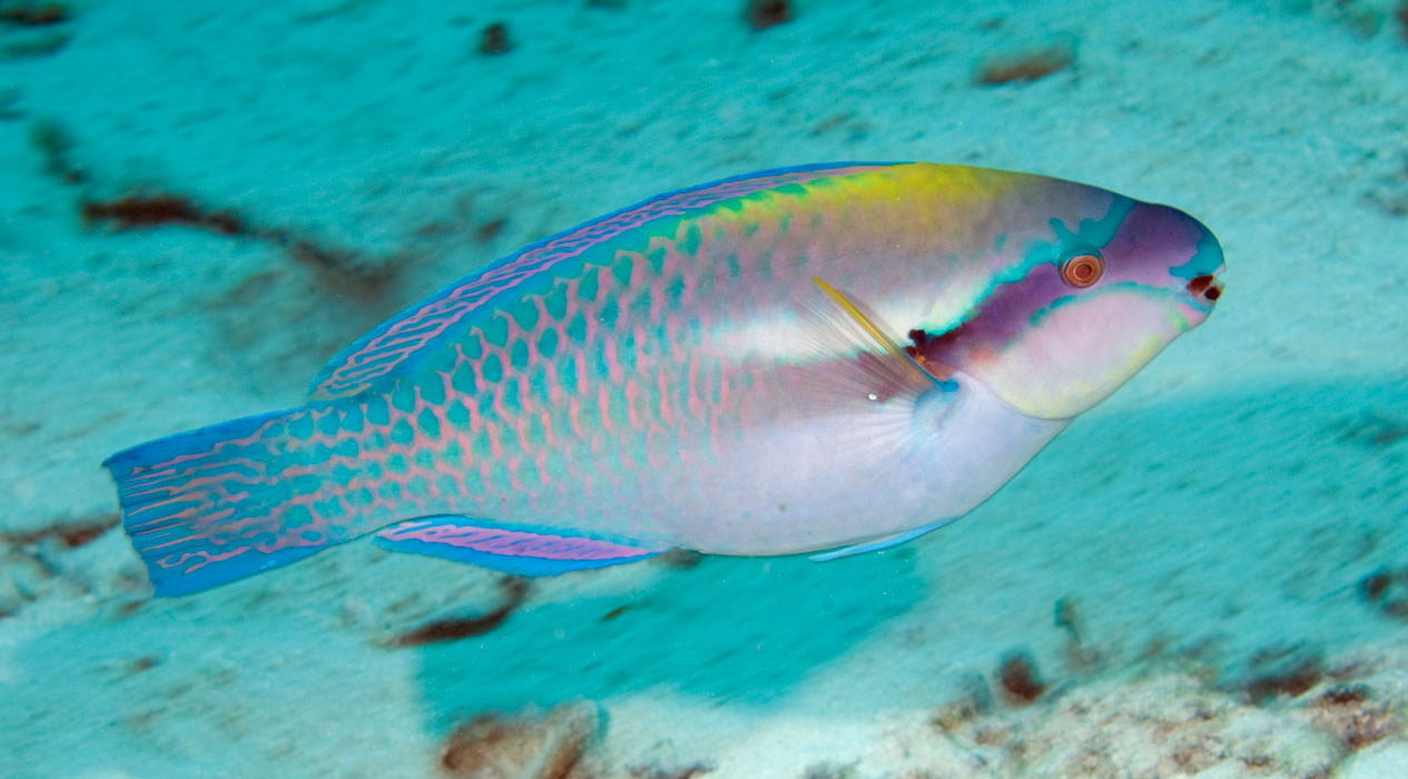 Pretty Striped parrotfish