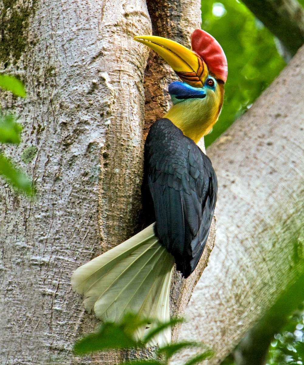 Sulawesi red-knobbed hornbill