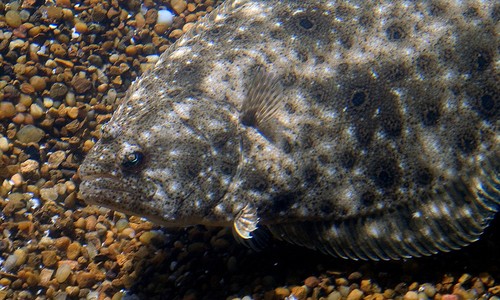 Pretty Summer flounder