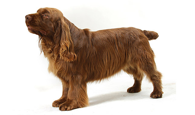 Nice Sussex Spaniel - Dog Breed