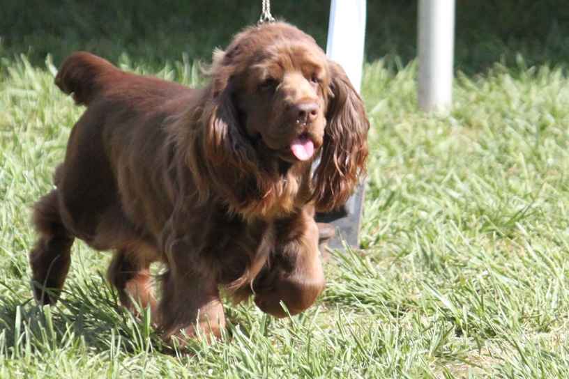 Cool Sussex Spaniel - Dog Breed