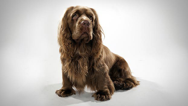 Photo Sussex Spaniel - Dog Breed