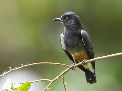 Pretty Swallow-winged puffbird