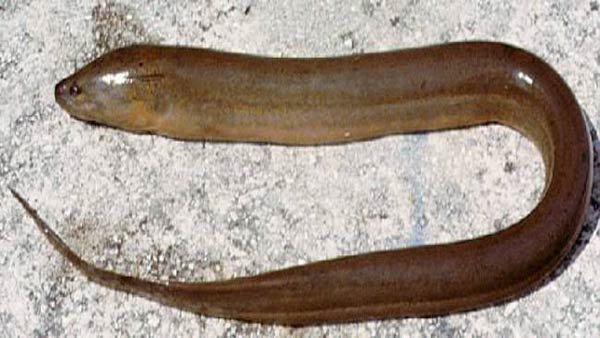 Swamp eel