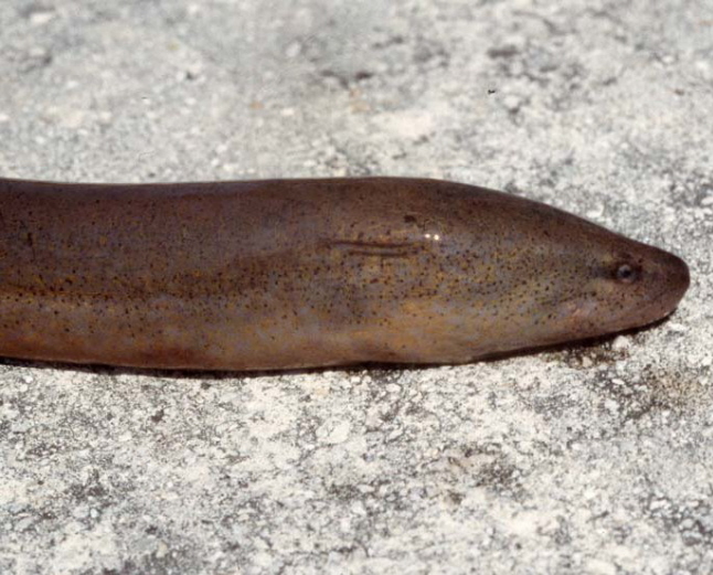 Pretty Swamp eel