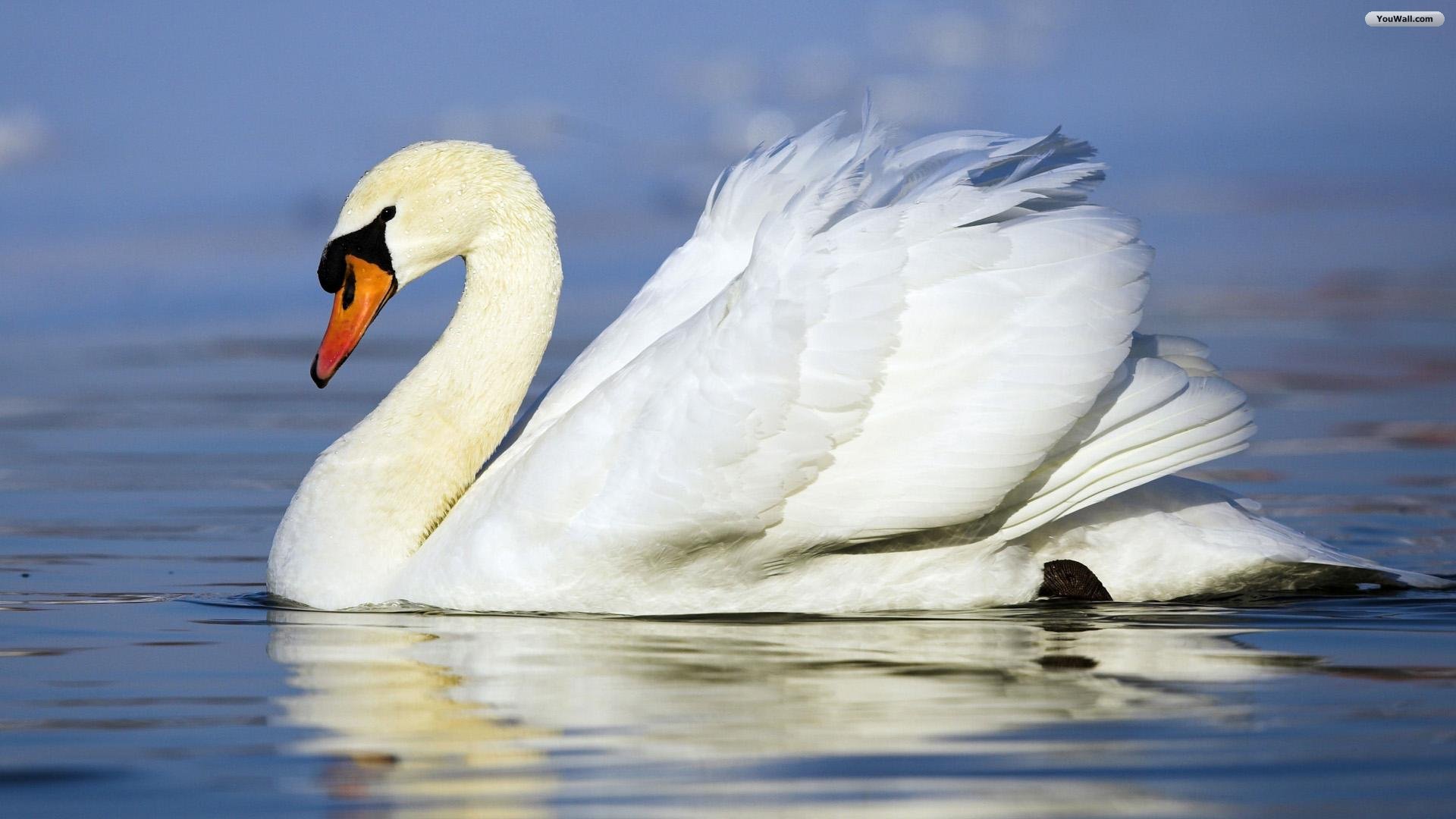 Pretty Swan