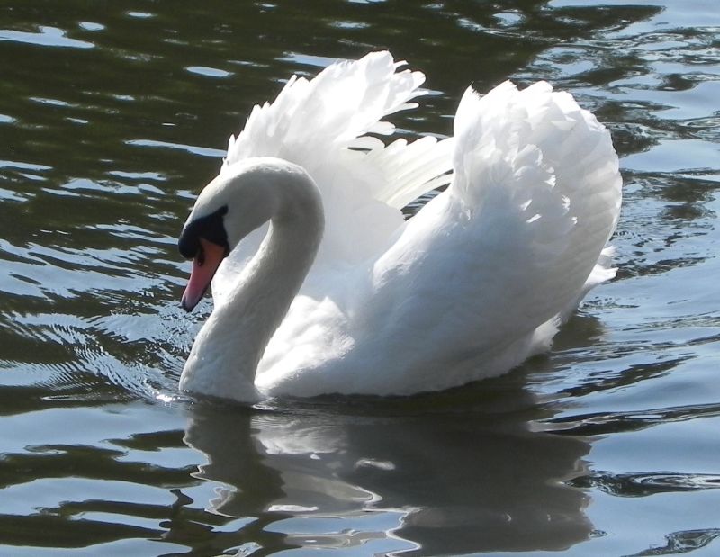 Cute Swan