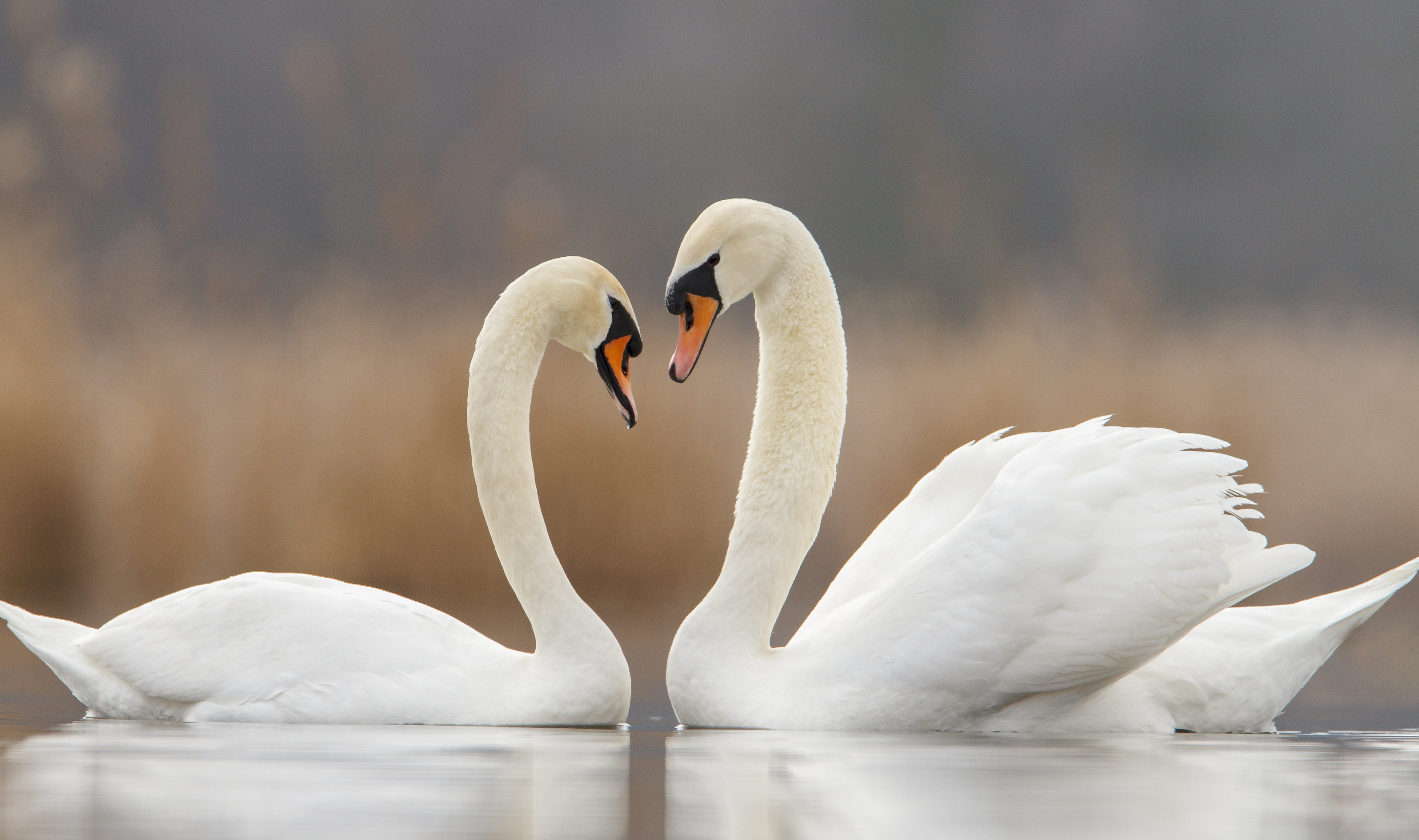 Swan photo 