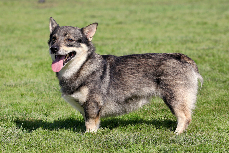 Swedish Vallhund - Dog Breed