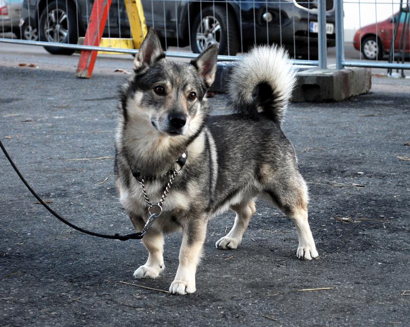 Cool Swedish Vallhund - Dog Breed