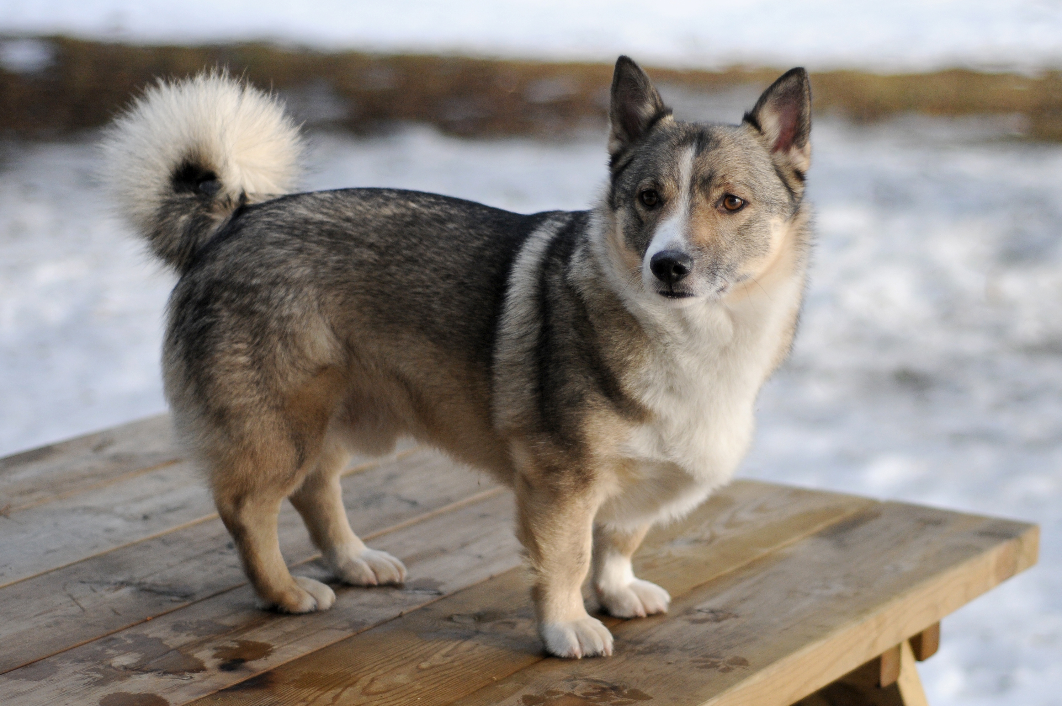 Pretty Swedish Vallhund - Dog Breed
